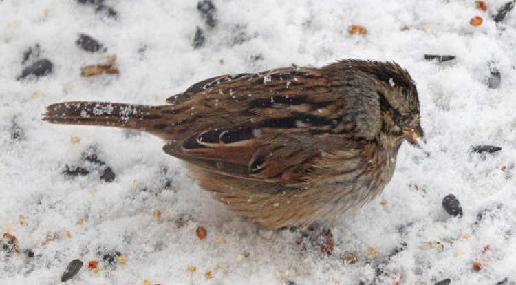 Photo (14): Swamp Sparrow