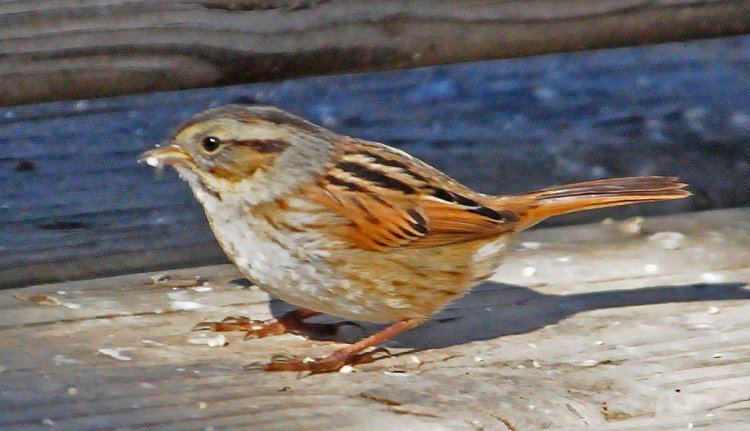 Photo (21): Swamp Sparrow