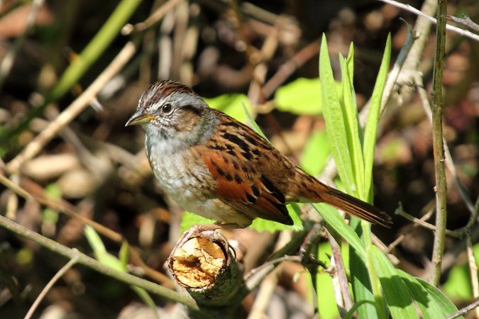 Photo (17): Swamp Sparrow