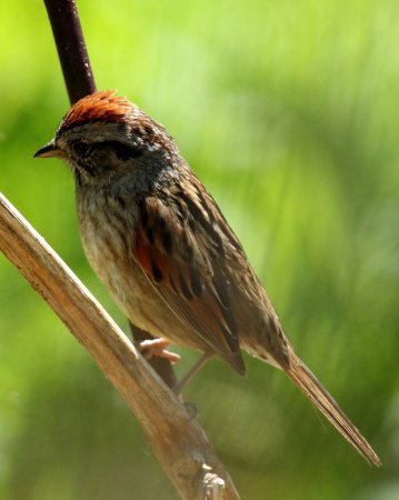 Photo (23): Swamp Sparrow