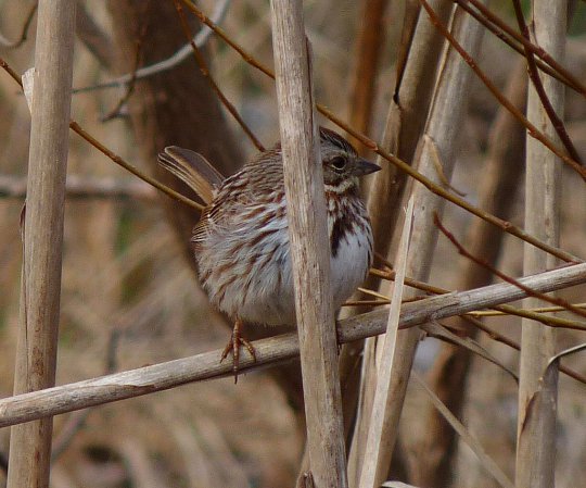 Photo (17): Song Sparrow