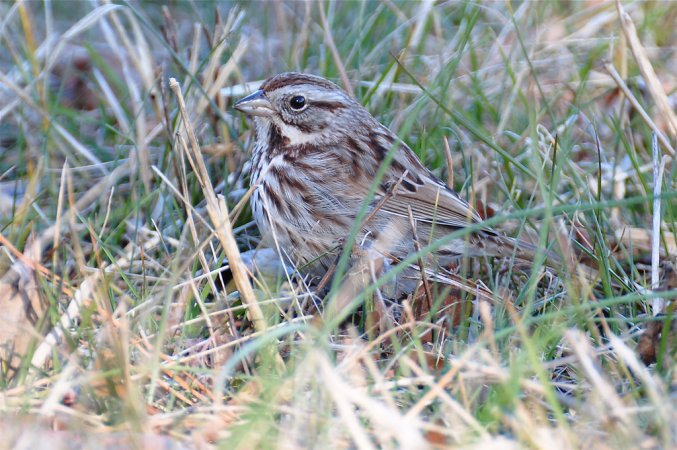 Photo (23): Song Sparrow