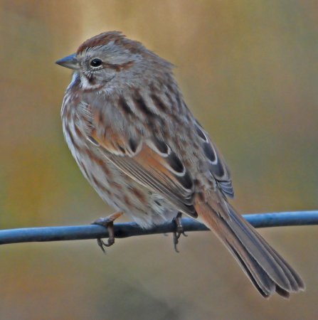 Photo (19): Song Sparrow