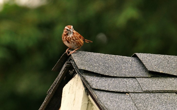 Photo (22): Song Sparrow