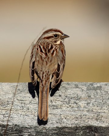 Photo (24): Song Sparrow