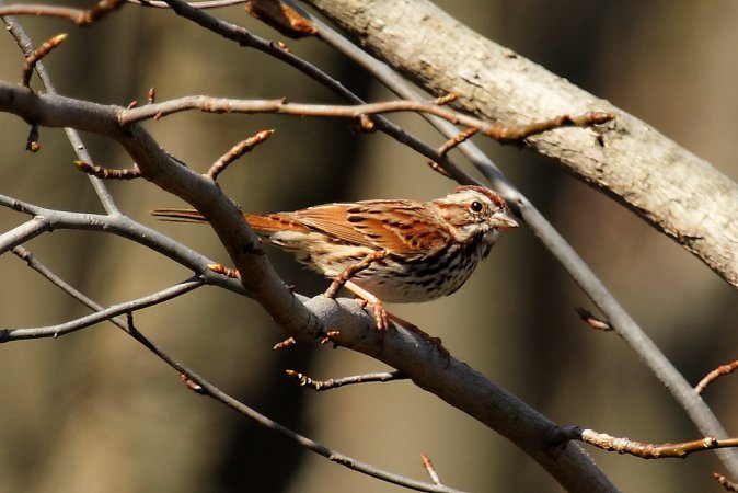 Photo (20): Song Sparrow