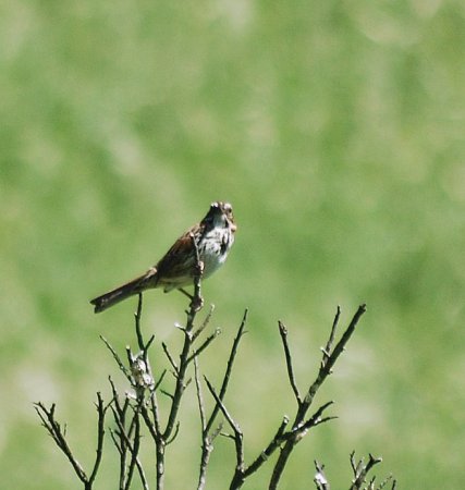 Photo (18): Song Sparrow