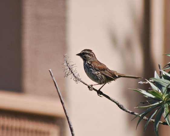 Photo (21): Song Sparrow