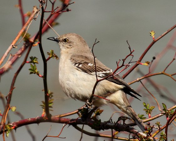 Photo (20): Northern Mockingbird