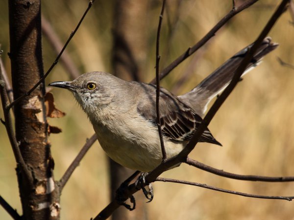 Photo (3): Northern Mockingbird