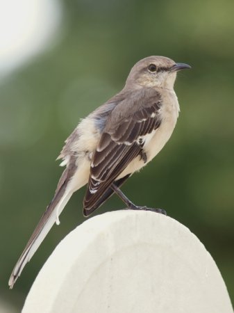 Photo (18): Northern Mockingbird