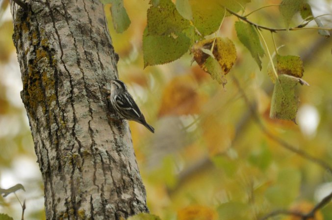 Photo (17): Black-and-white Warbler