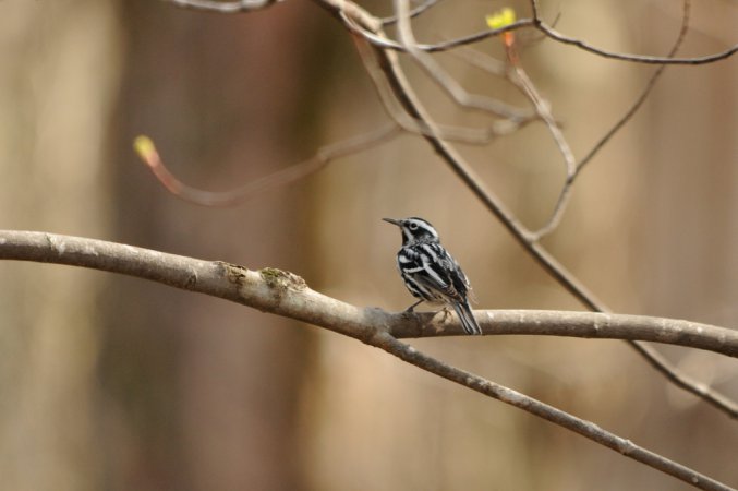 Photo (19): Black-and-white Warbler