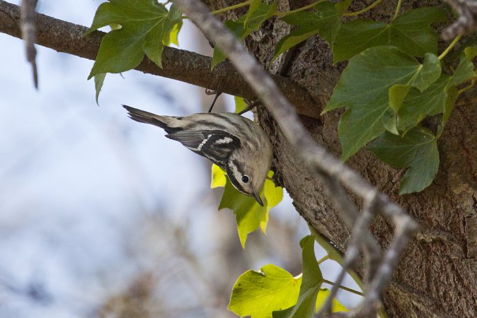 Photo (22): Black-and-white Warbler