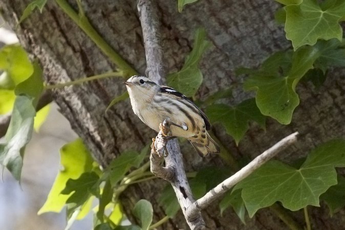 Photo (24): Black-and-white Warbler