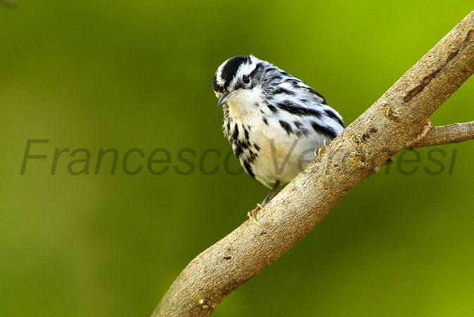 Photo (21): Black-and-white Warbler