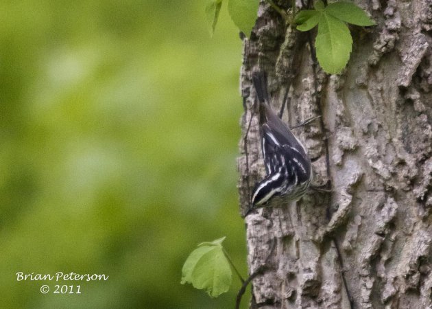 Photo (20): Black-and-white Warbler