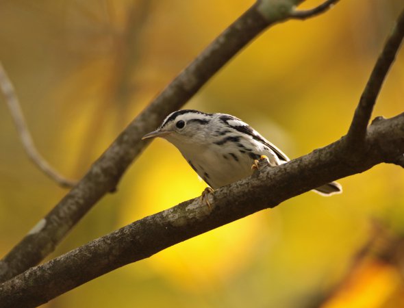 Photo (7): Black-and-white Warbler