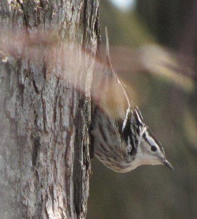 Photo (23): Black-and-white Warbler