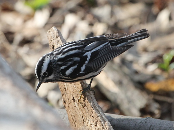 Photo (3): Black-and-white Warbler