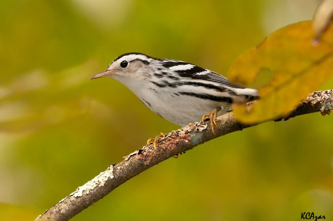 Photo (4): Black-and-white Warbler