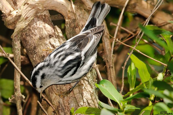 Photo (26): Black-and-white Warbler