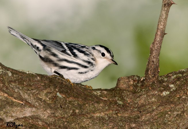 Photo (2): Black-and-white Warbler