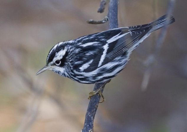 Photo (1): Black-and-white Warbler