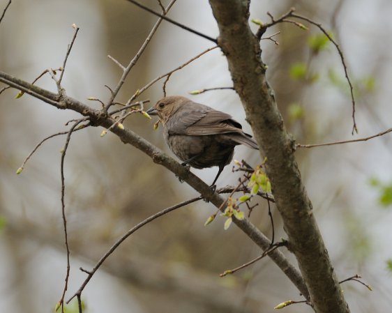 Photo (11): Brown-headed Cowbird