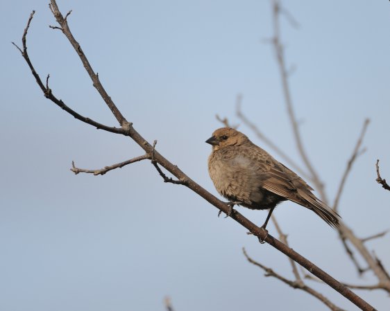 Photo (4): Brown-headed Cowbird