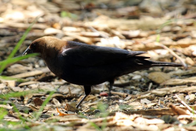 Photo (20): Brown-headed Cowbird