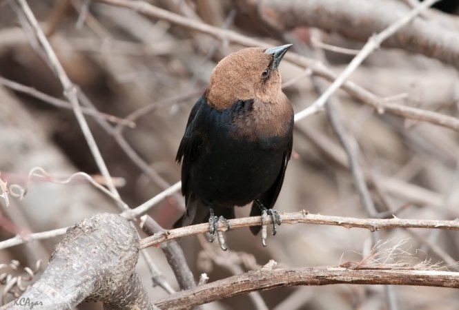 Photo (9): Brown-headed Cowbird