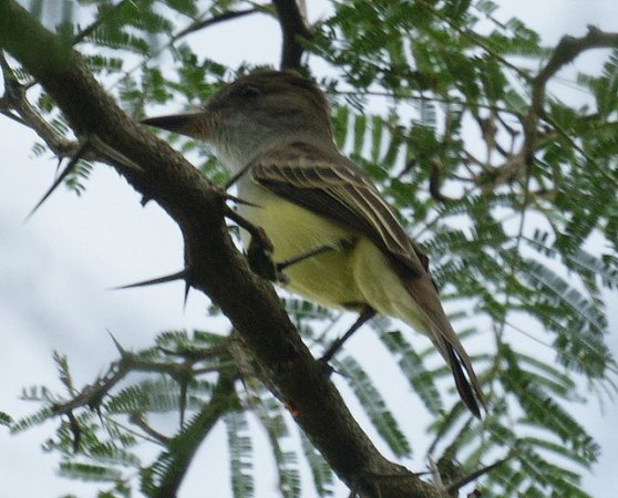 Photo (17): Great Crested Flycatcher