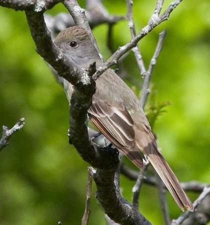 Photo (11): Great Crested Flycatcher