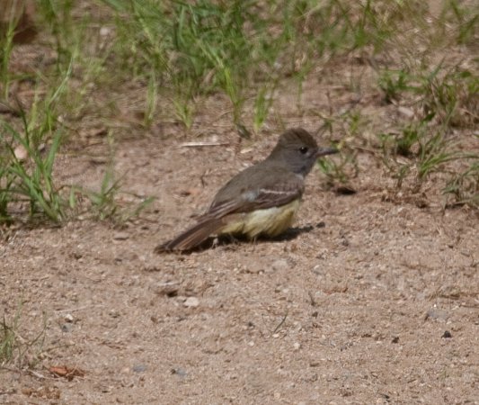 Photo (15): Great Crested Flycatcher