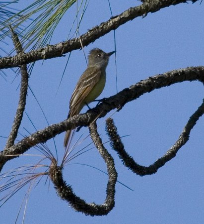 Photo (14): Great Crested Flycatcher