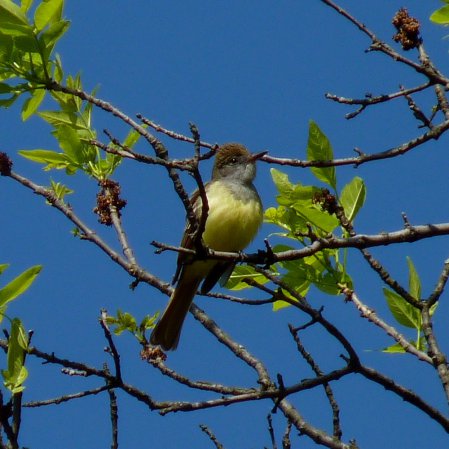 Photo (12): Great Crested Flycatcher