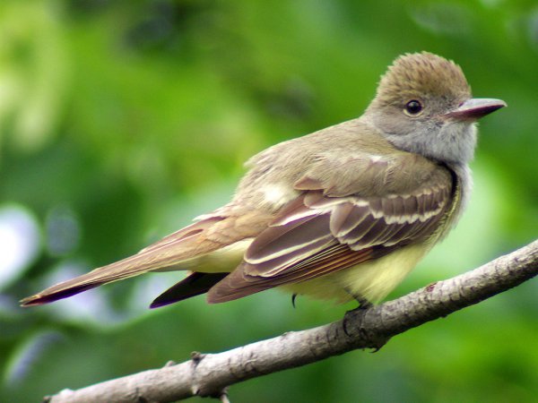 Photo (1): Great Crested Flycatcher