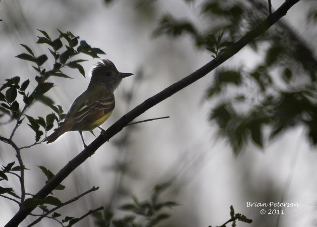 Photo (16): Great Crested Flycatcher