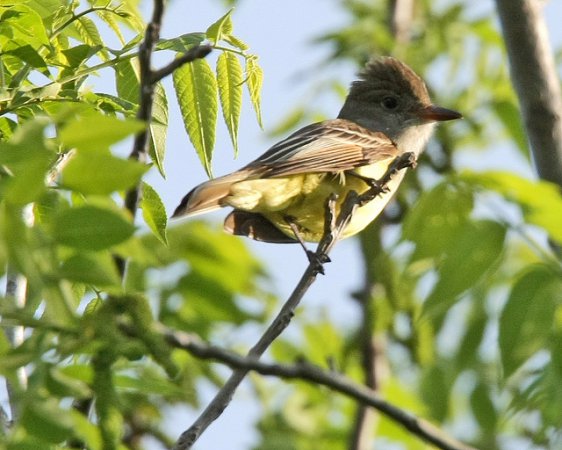 Photo (13): Great Crested Flycatcher