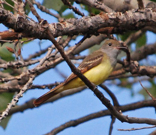 Photo (6): Great Crested Flycatcher