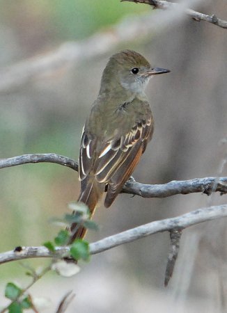 Photo (9): Great Crested Flycatcher