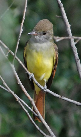 Photo (7): Great Crested Flycatcher