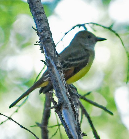 Photo (23): Great Crested Flycatcher