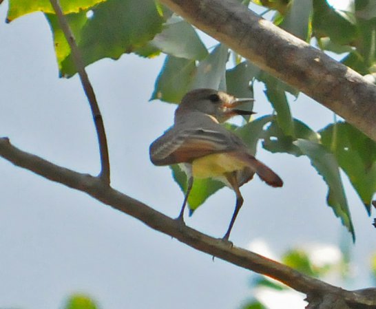 Photo (22): Great Crested Flycatcher