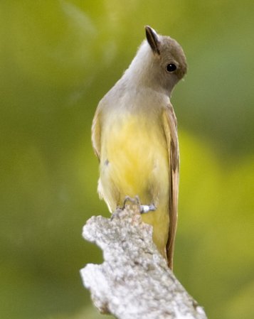 Photo (5): Great Crested Flycatcher