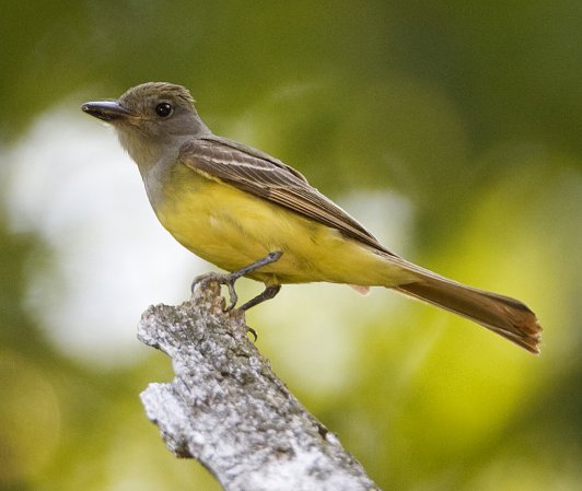 Photo (3): Great Crested Flycatcher