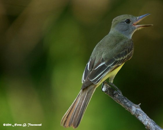 Photo (2): Great Crested Flycatcher