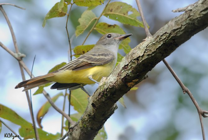 Photo (8): Great Crested Flycatcher