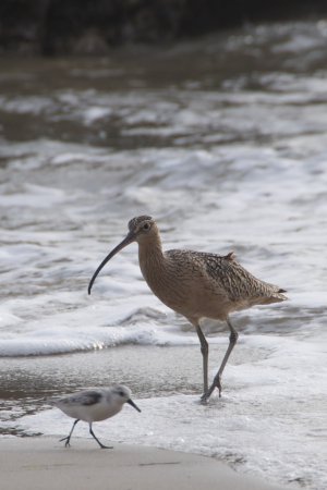 Photo (9): Long-billed Curlew